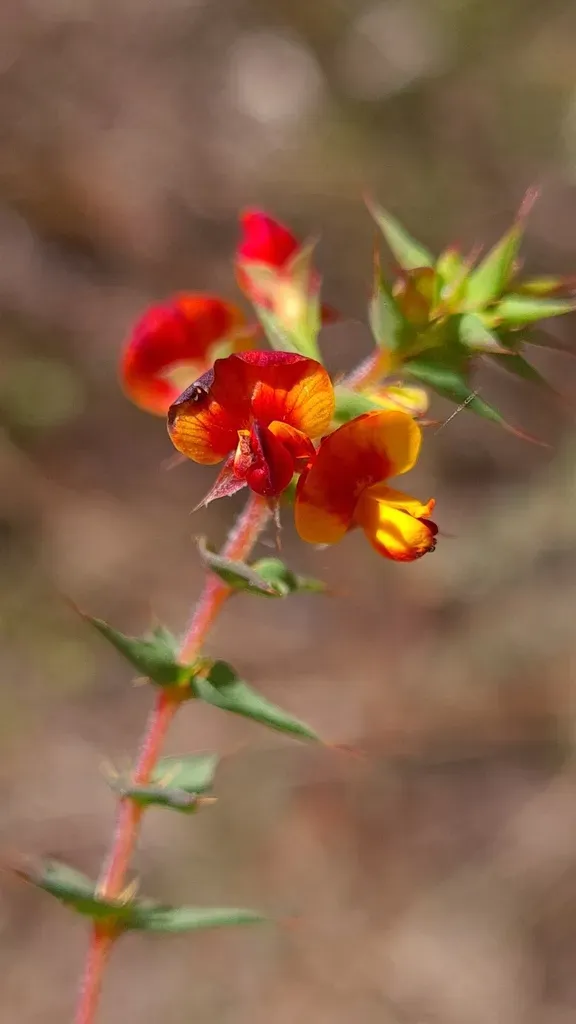 Spiny Bush-pea