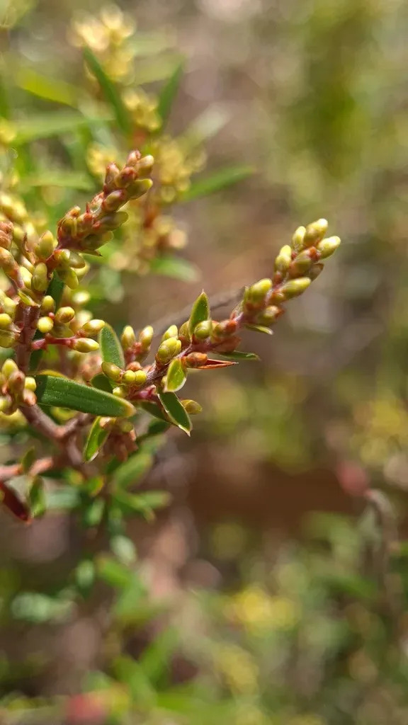 Agiortia Pleiosperma