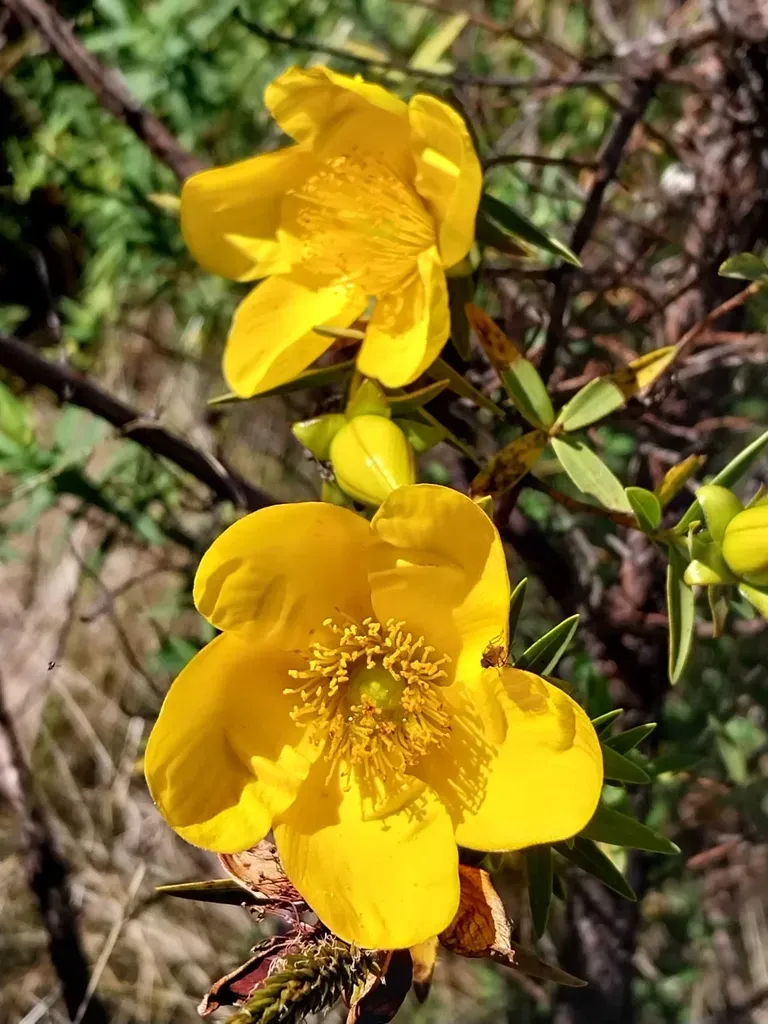 Hypericum Lanceolatum