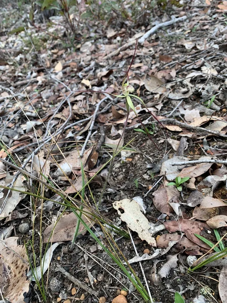 Caladenia Validinervia