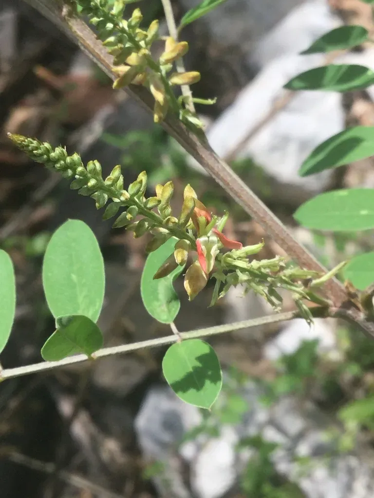 Indigofera Thibaudiana
