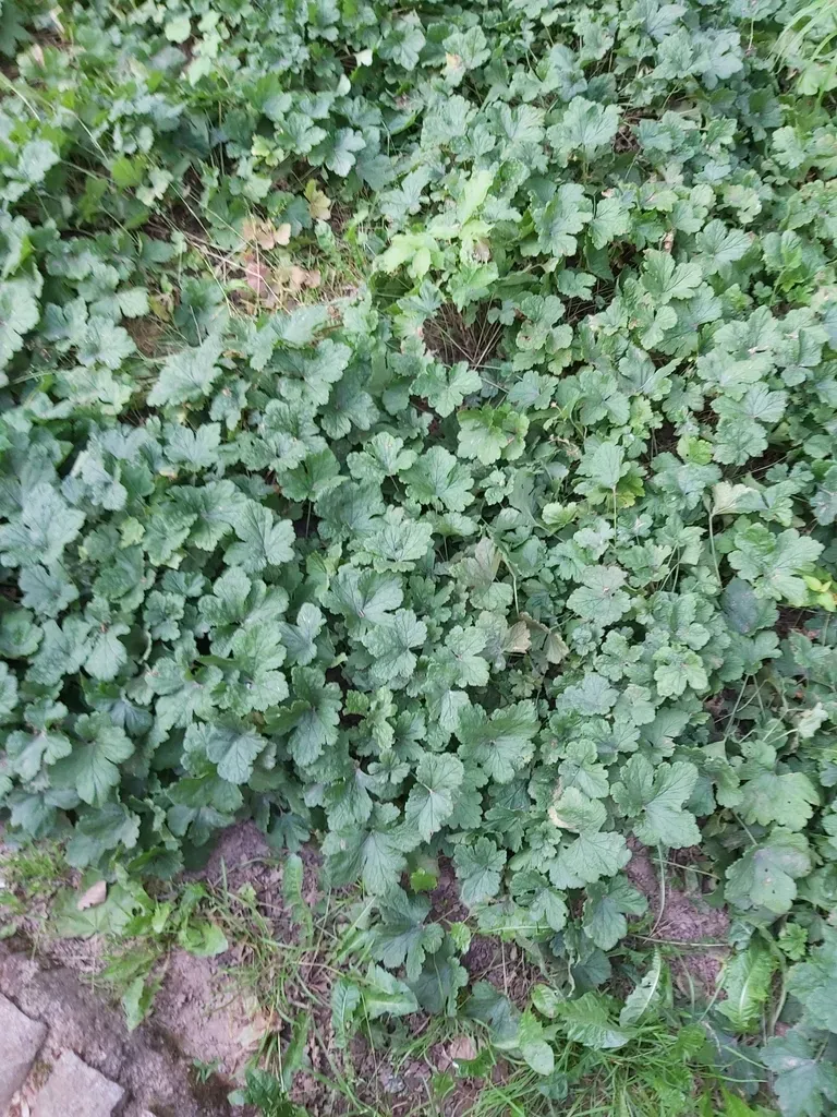 Large Barren Strawberry