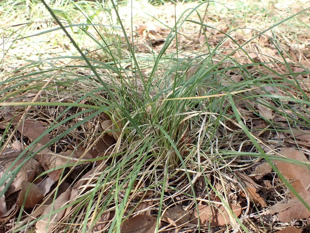 Pringle's Speargrass