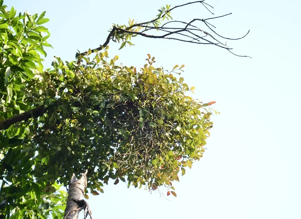 Helicanthes Elastica