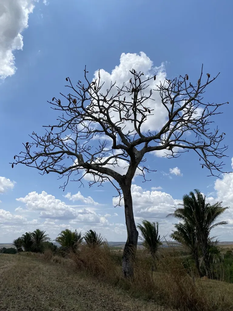 Pseudobombax Tomentosum
