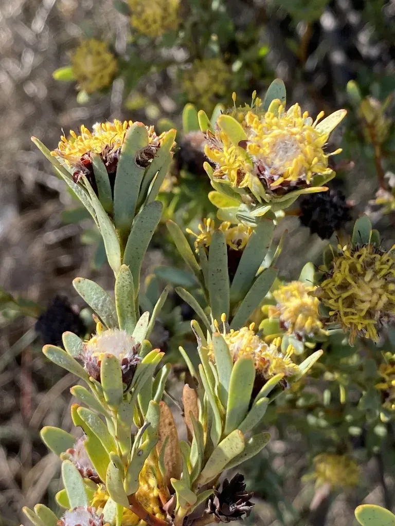 Nieuwoudtville Conebush