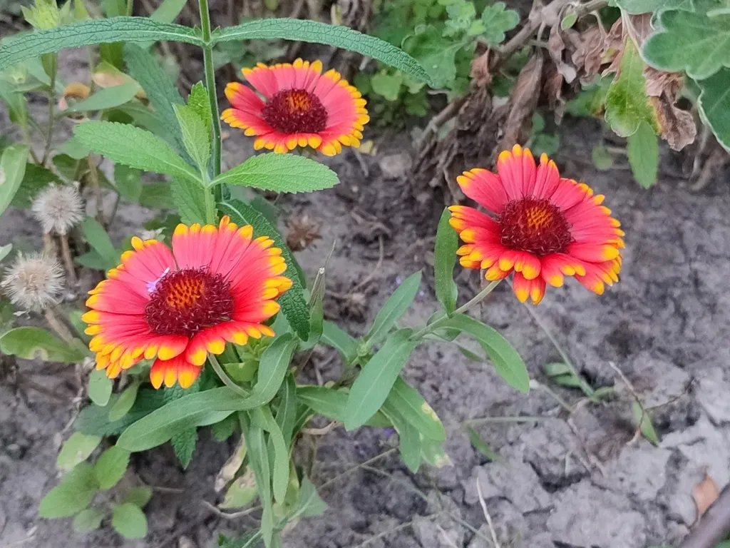 Hybrid Blanketflower