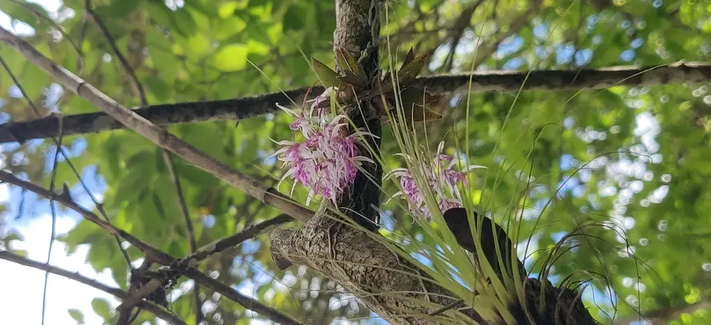 Macroclinium Bicolor
