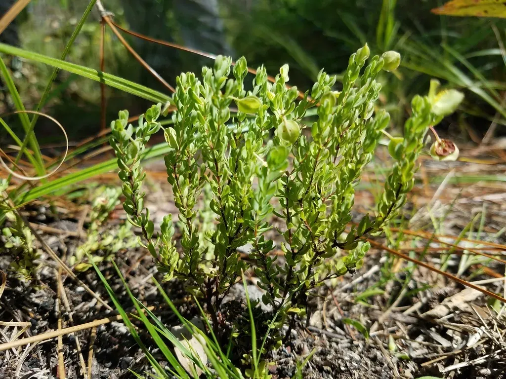 Pineland St. Johnswort