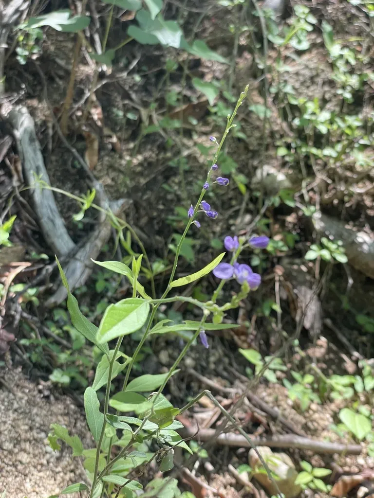 Polygala Russelliana