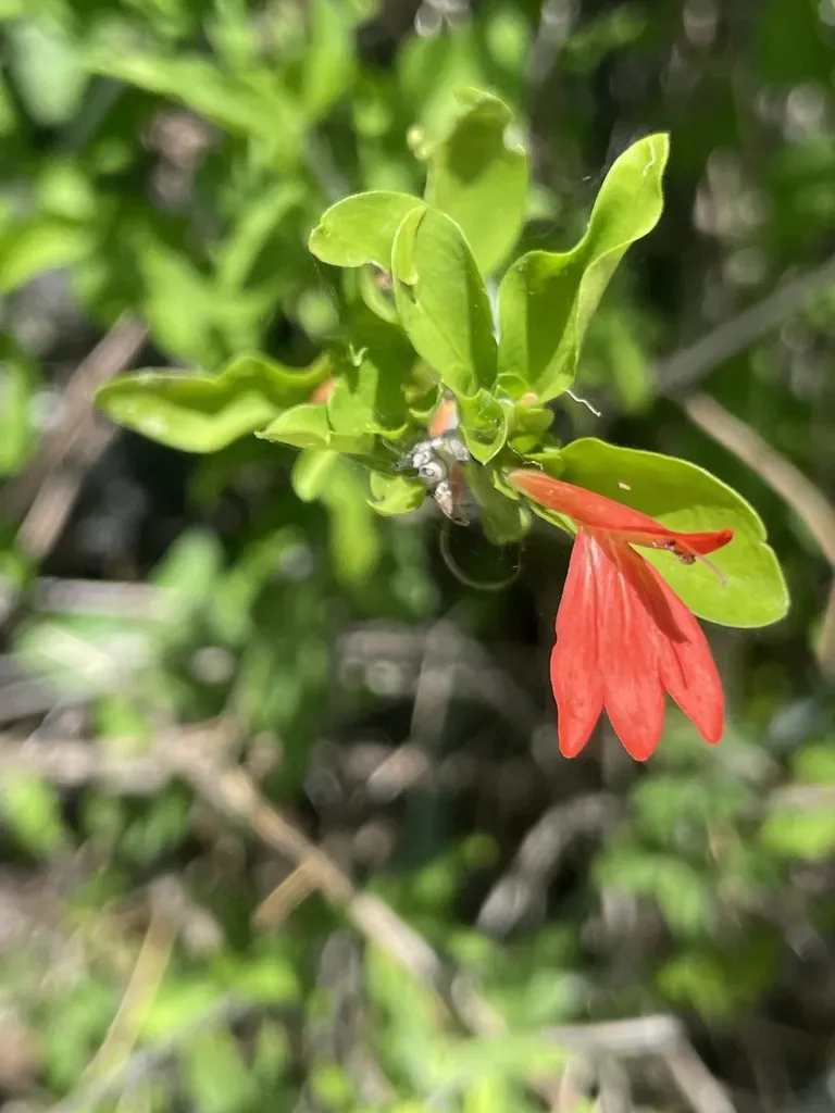 Palmer's Tube-tongue