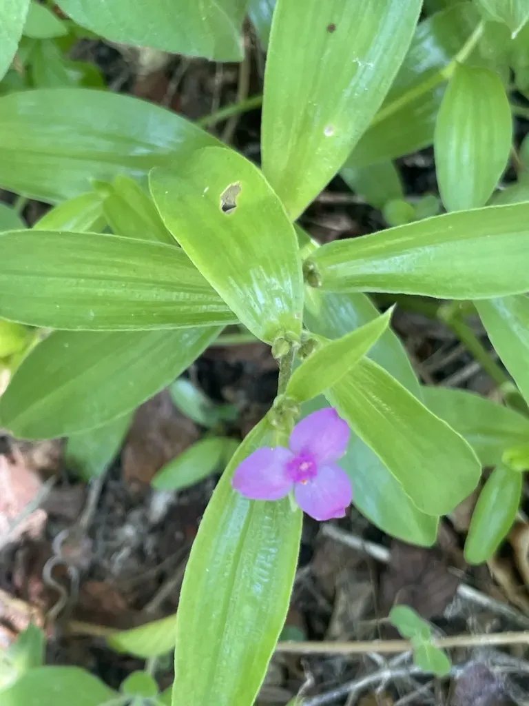 Tradescantia Peninsularis