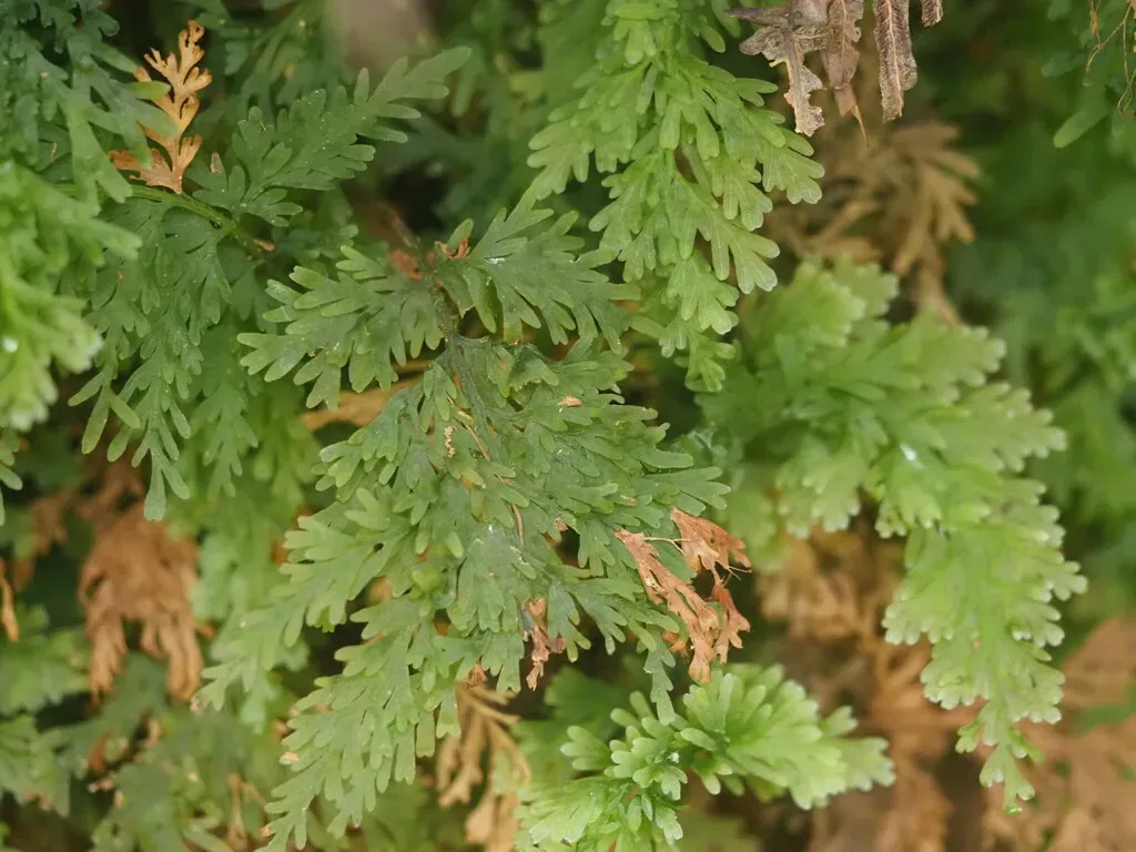 Elegant Bristle Fern