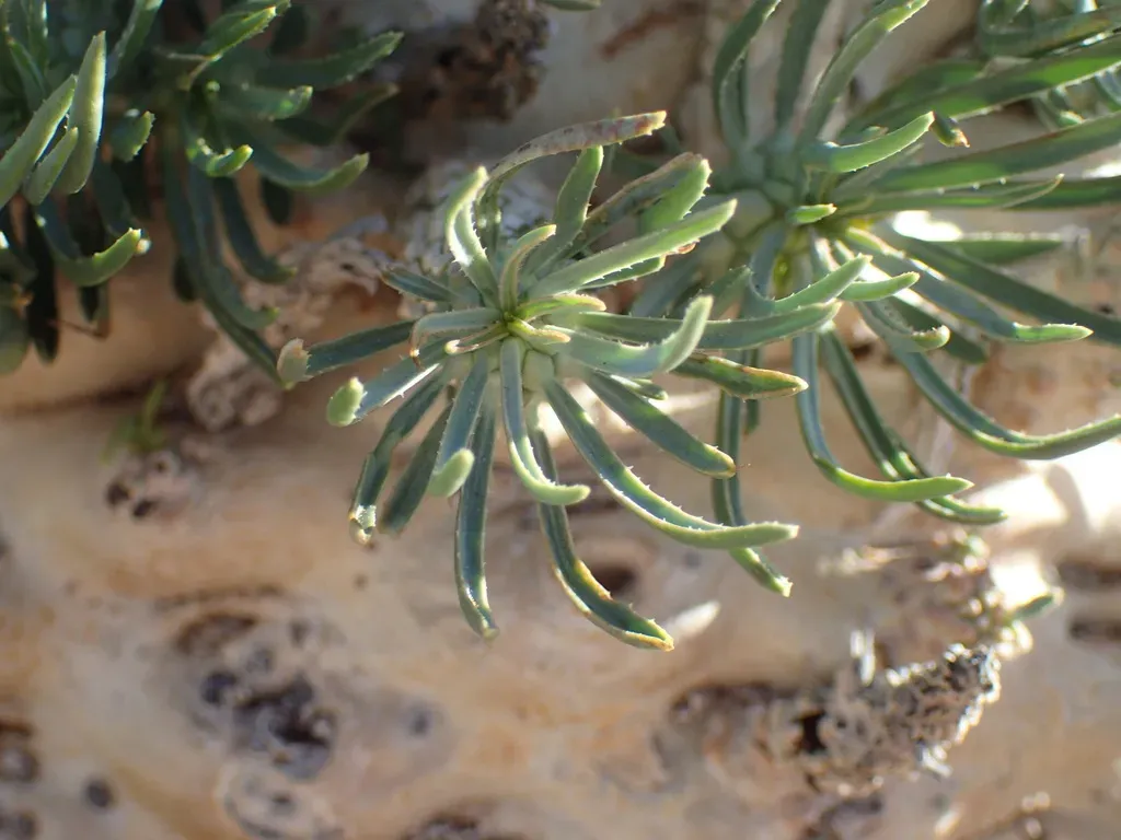 Euphorbia Melanohydrata