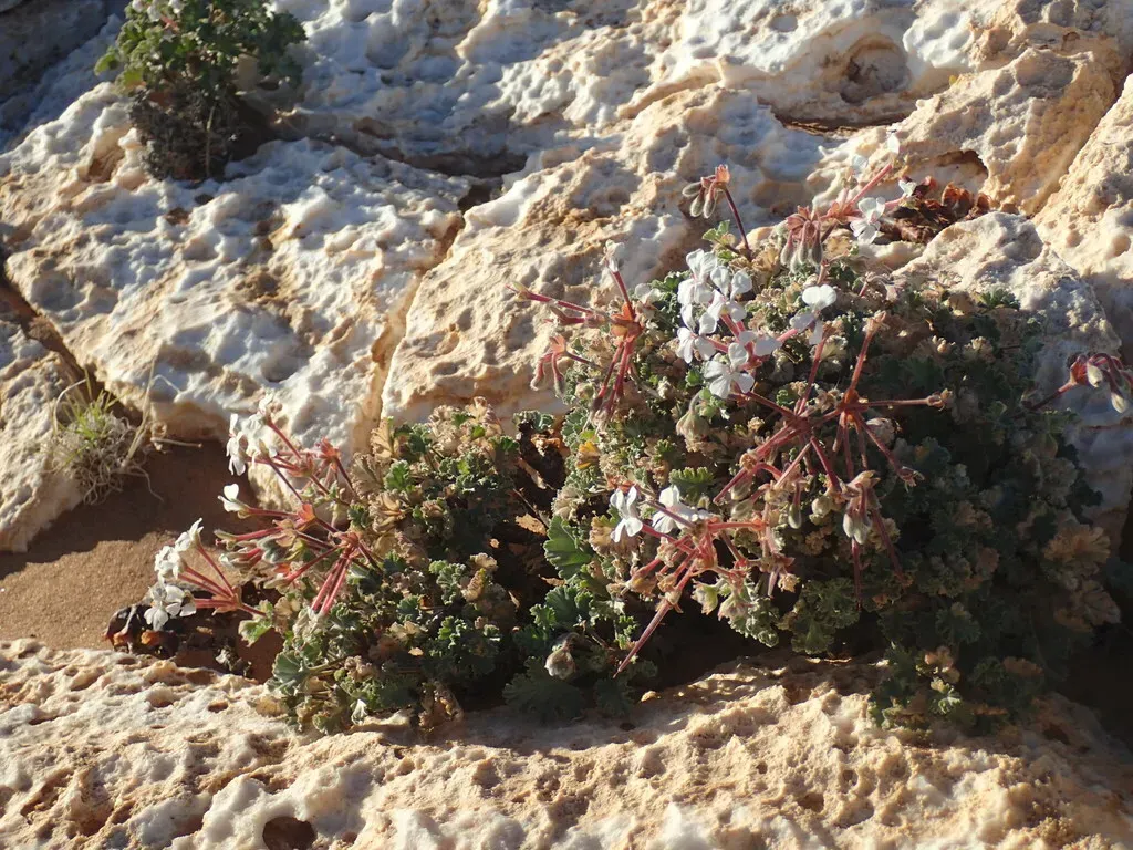 Pelargonium Crassicaule