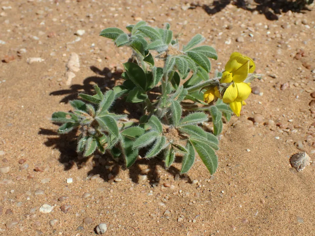 Sperrgebiet Rattlepod