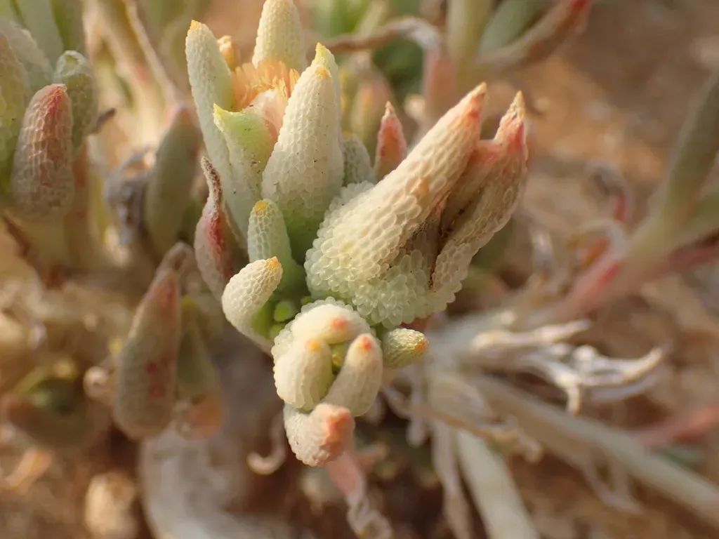 Mesembryanthemum Oculatum