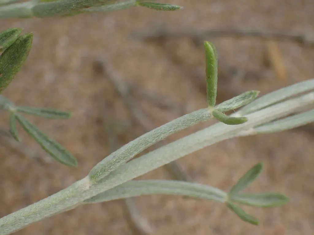 Namaqua Gannabush