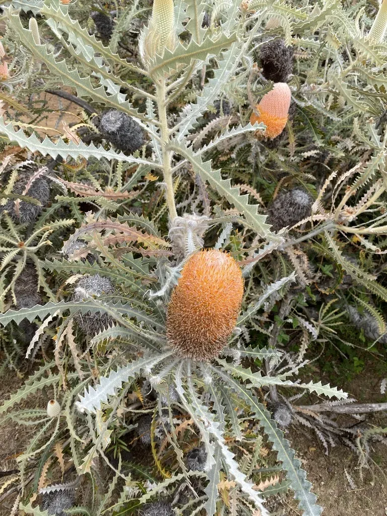 Woolly Orange Banksia