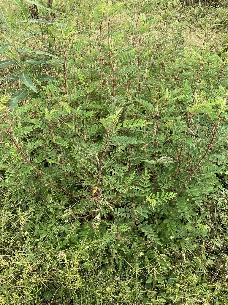 Indigofera Astragalina