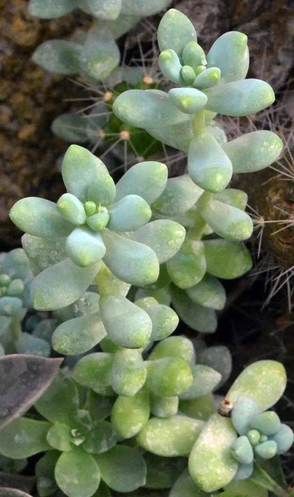 Sedum Allantoides