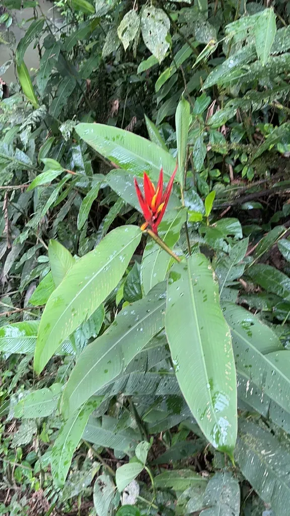 Heliconia Mathiasiae