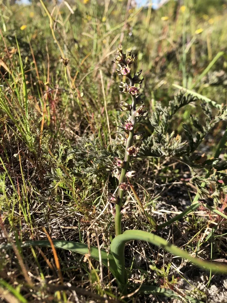 Wurmbea Monopetala