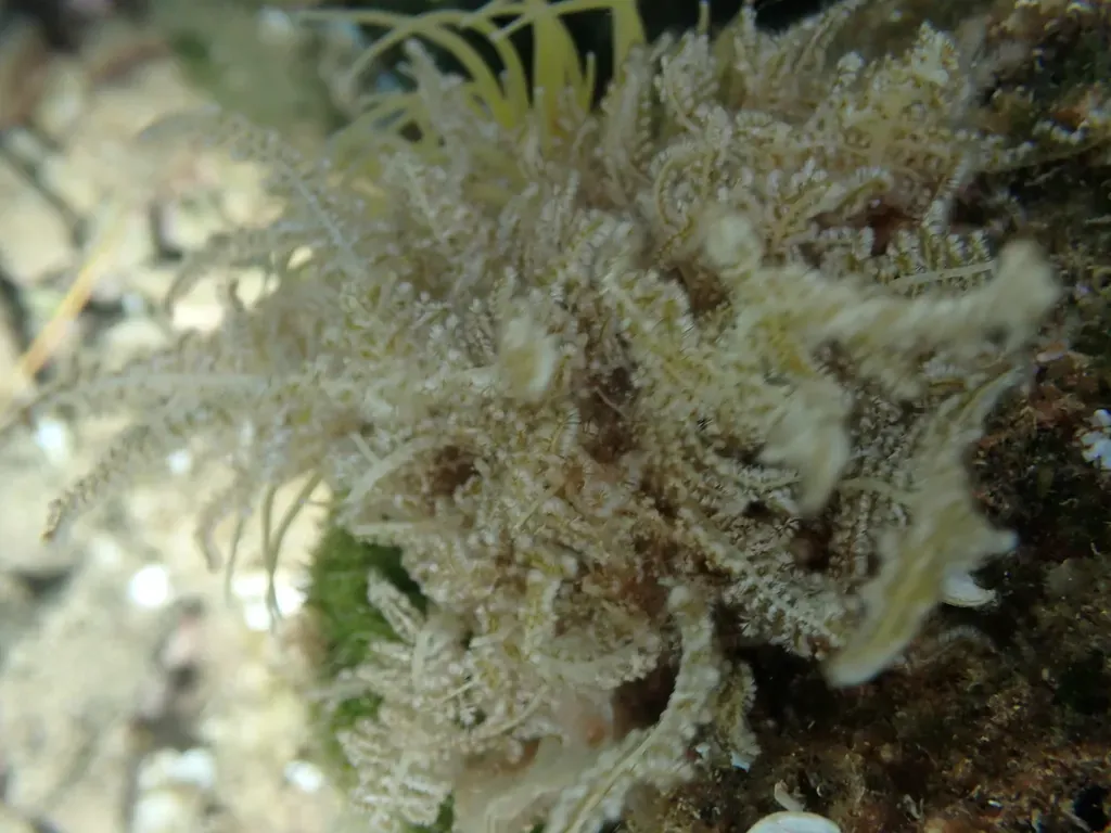 Pink Bush Alga