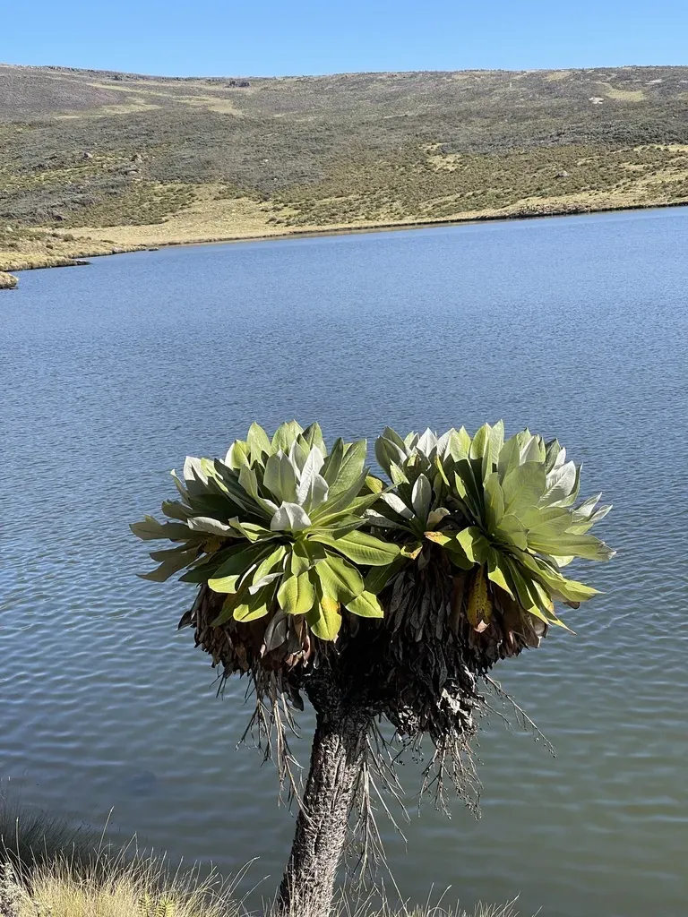 Dendrosenecio Keniodendron