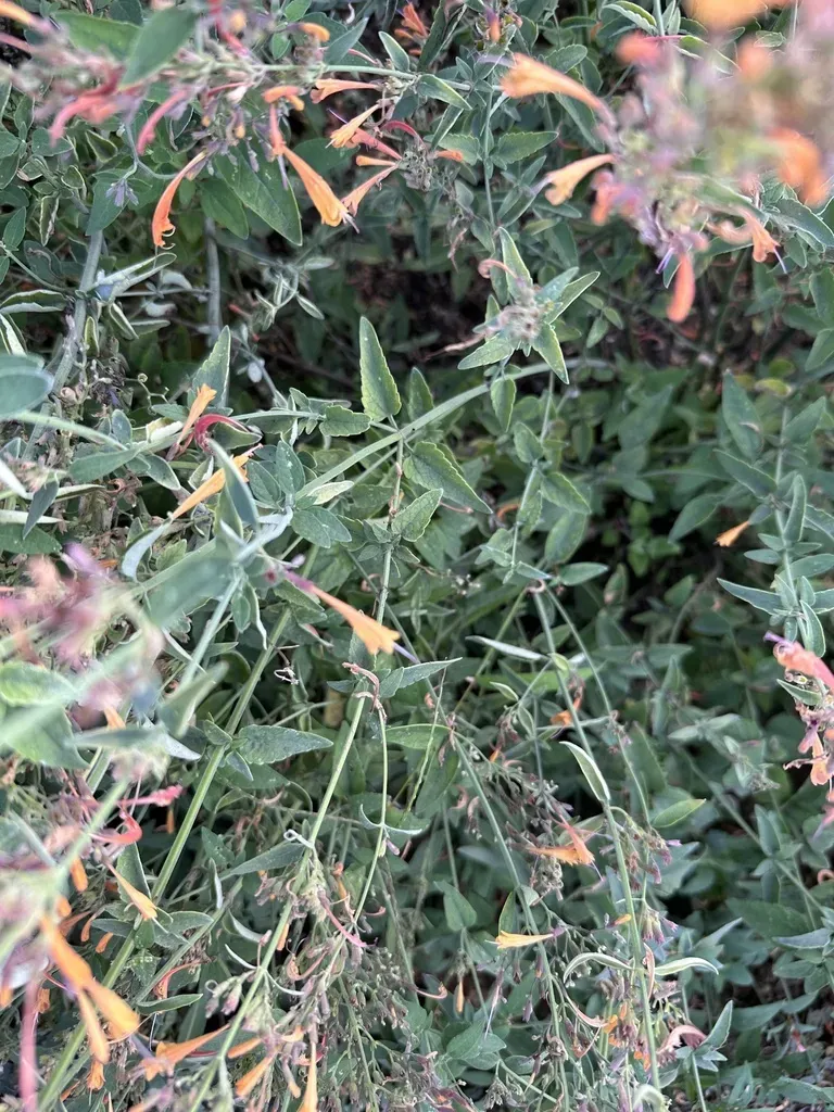 Agastache Aurantiaca