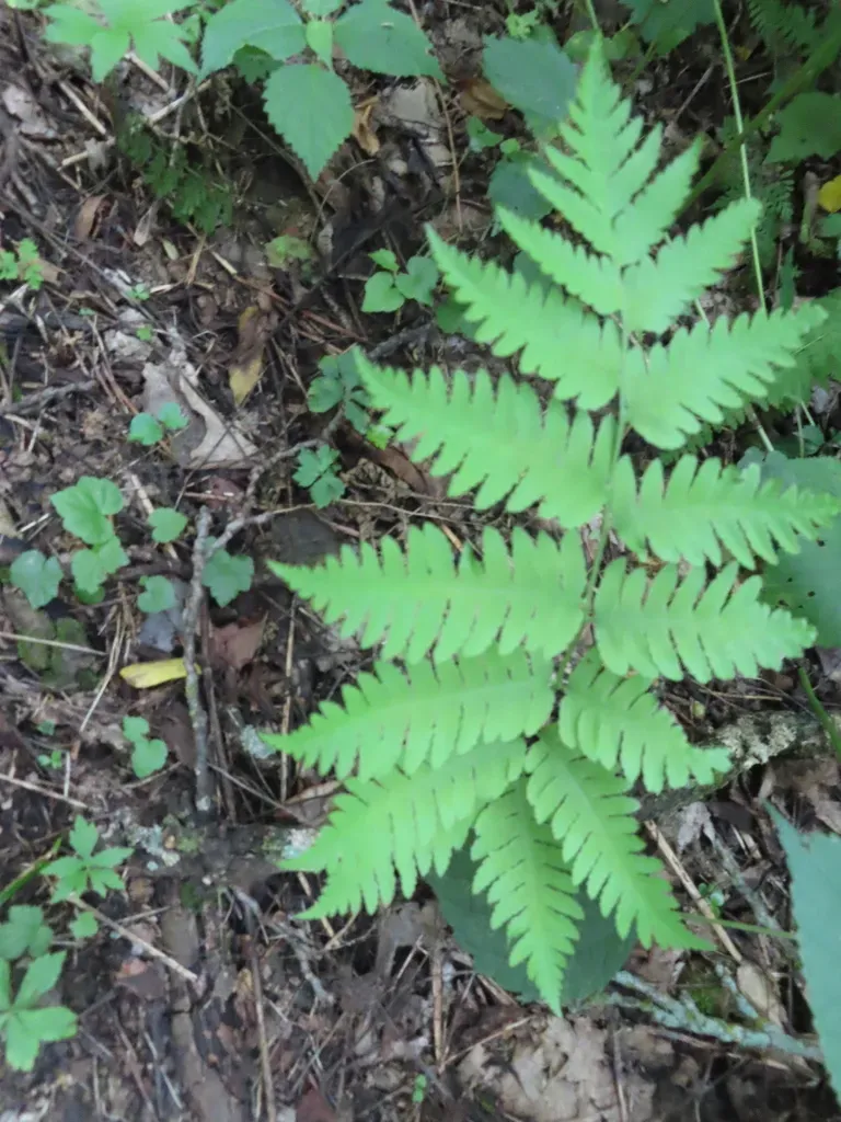 Goldie's Wood Fern