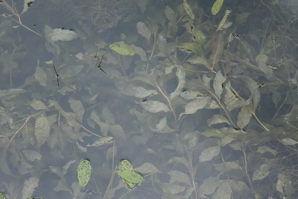 Shining Pondweed