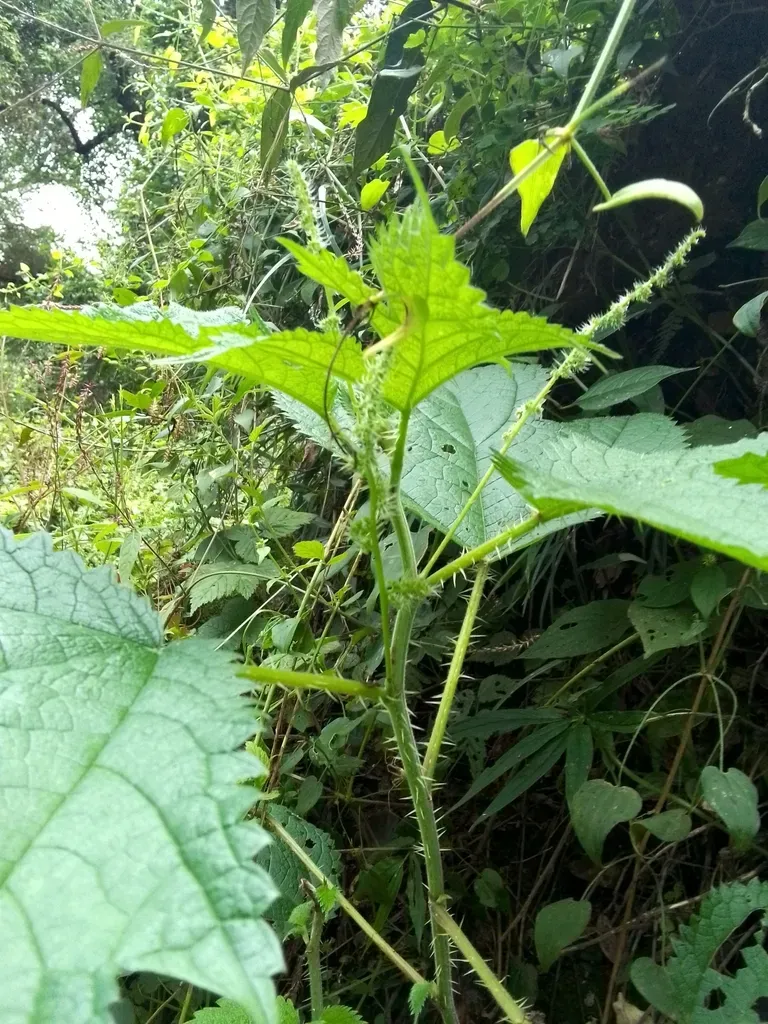 Himalayan Nettle
