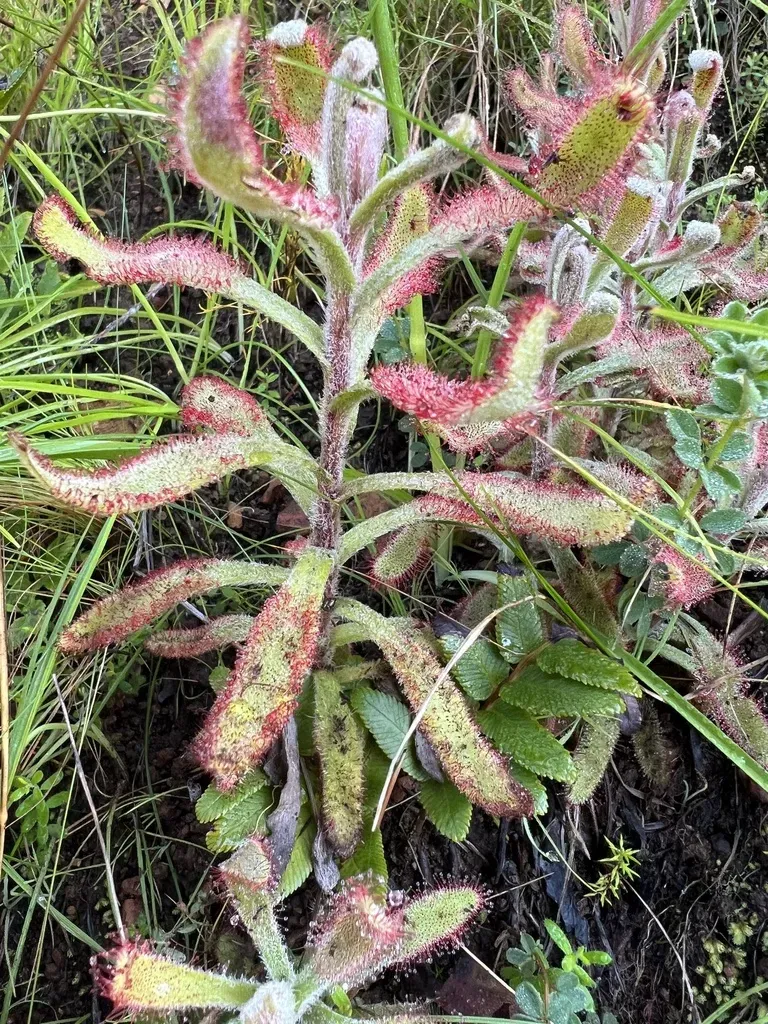 Sprawling Sundew