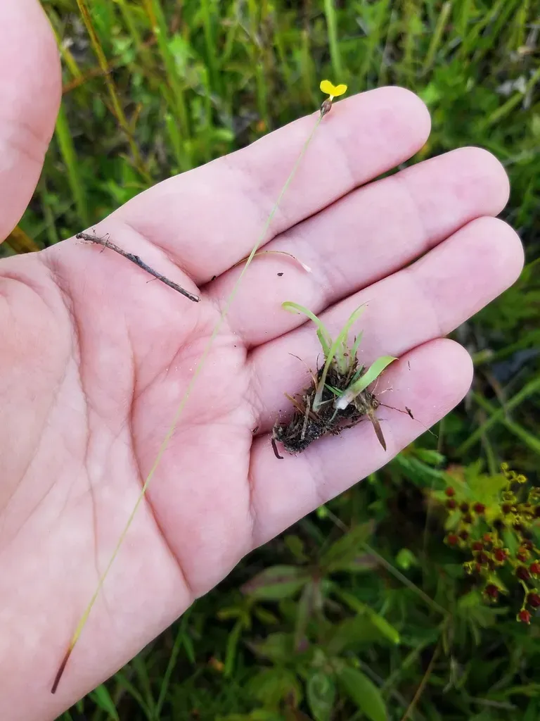 Curtiss's Yellow-eyed Grass