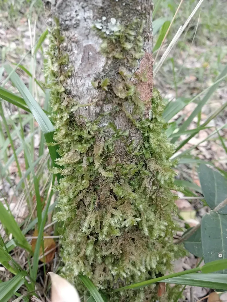 Neckera Valentiniana