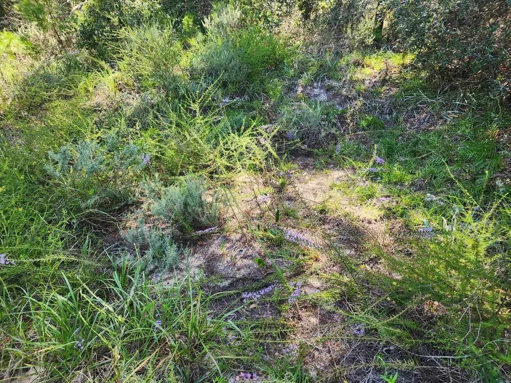 Godfrey's Blazing Star