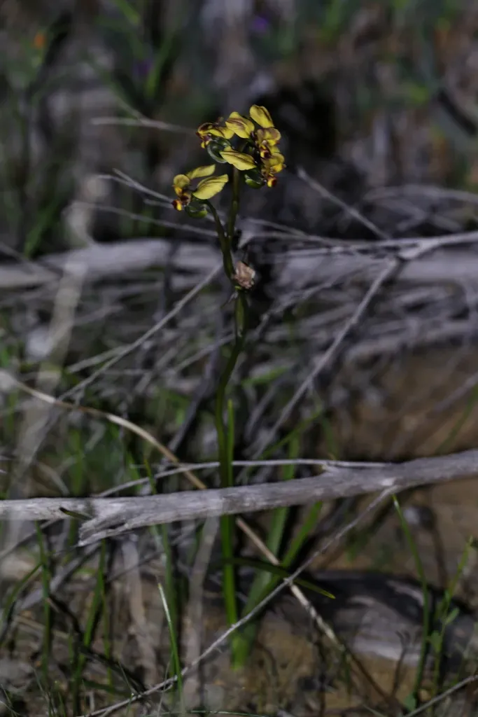 Yellow Granite Donkey Orchid