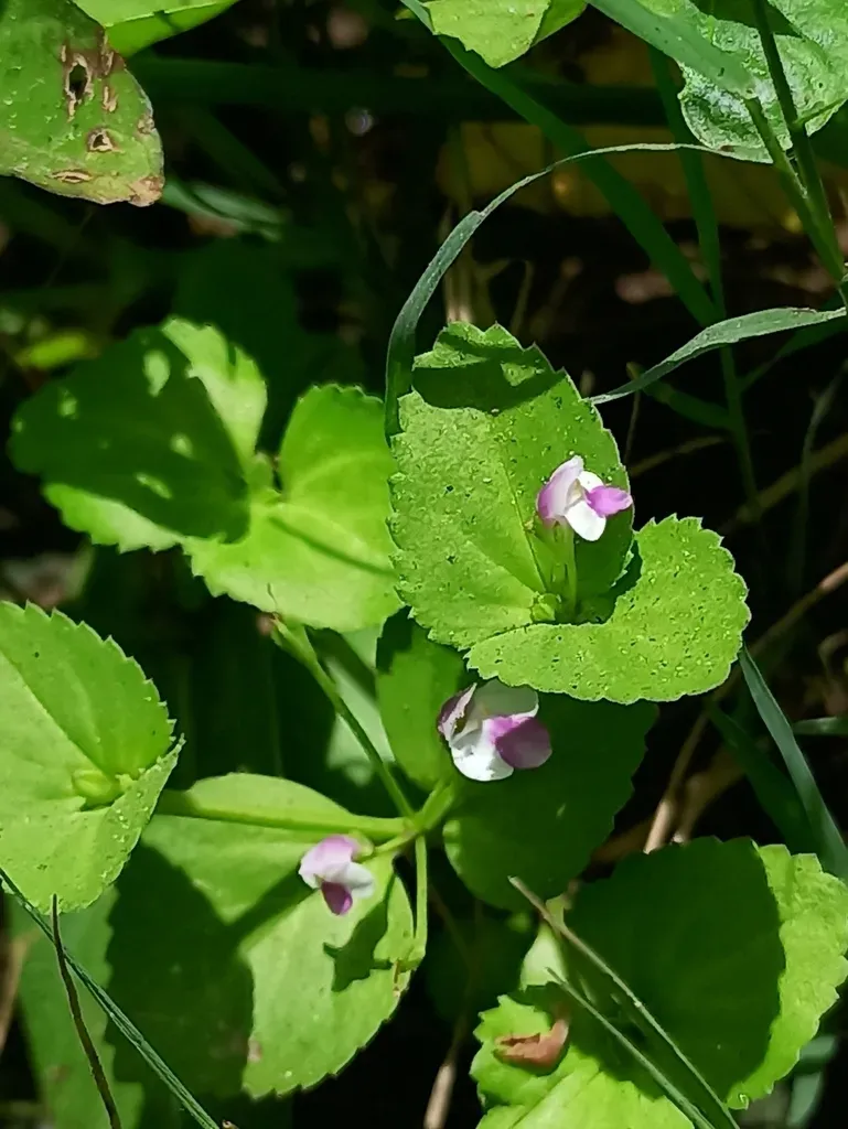Craterostigma Nummulariifolium