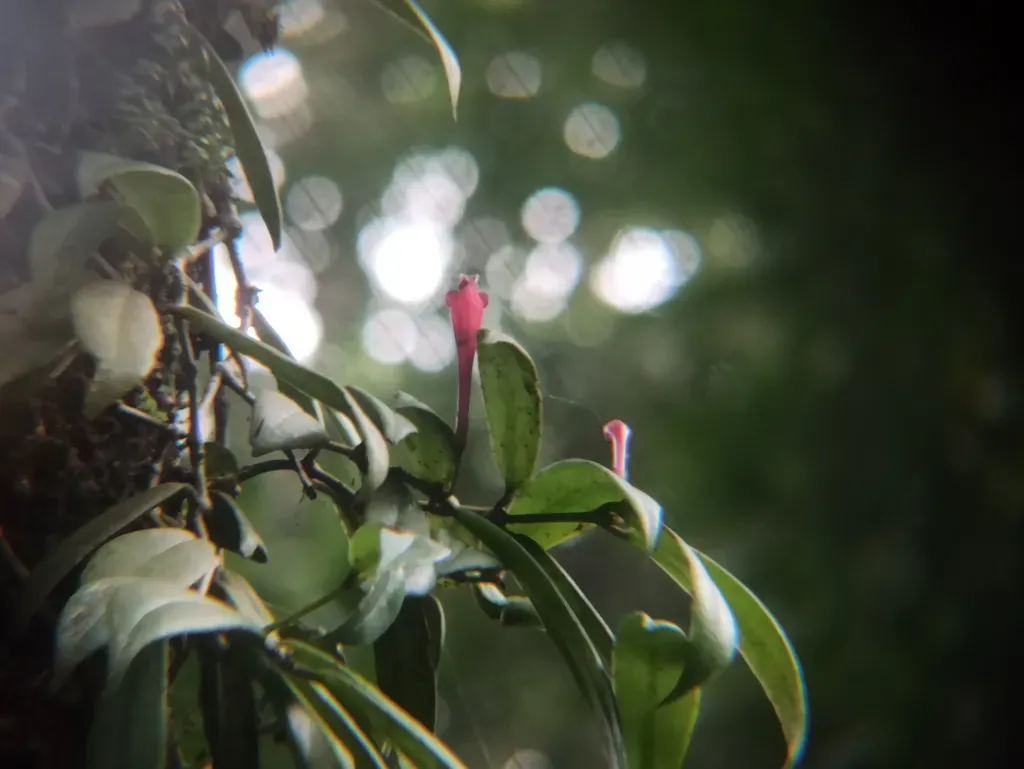 Aeschynanthus Perrottetii