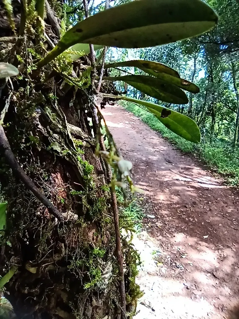 Sirhookera Lanceolata