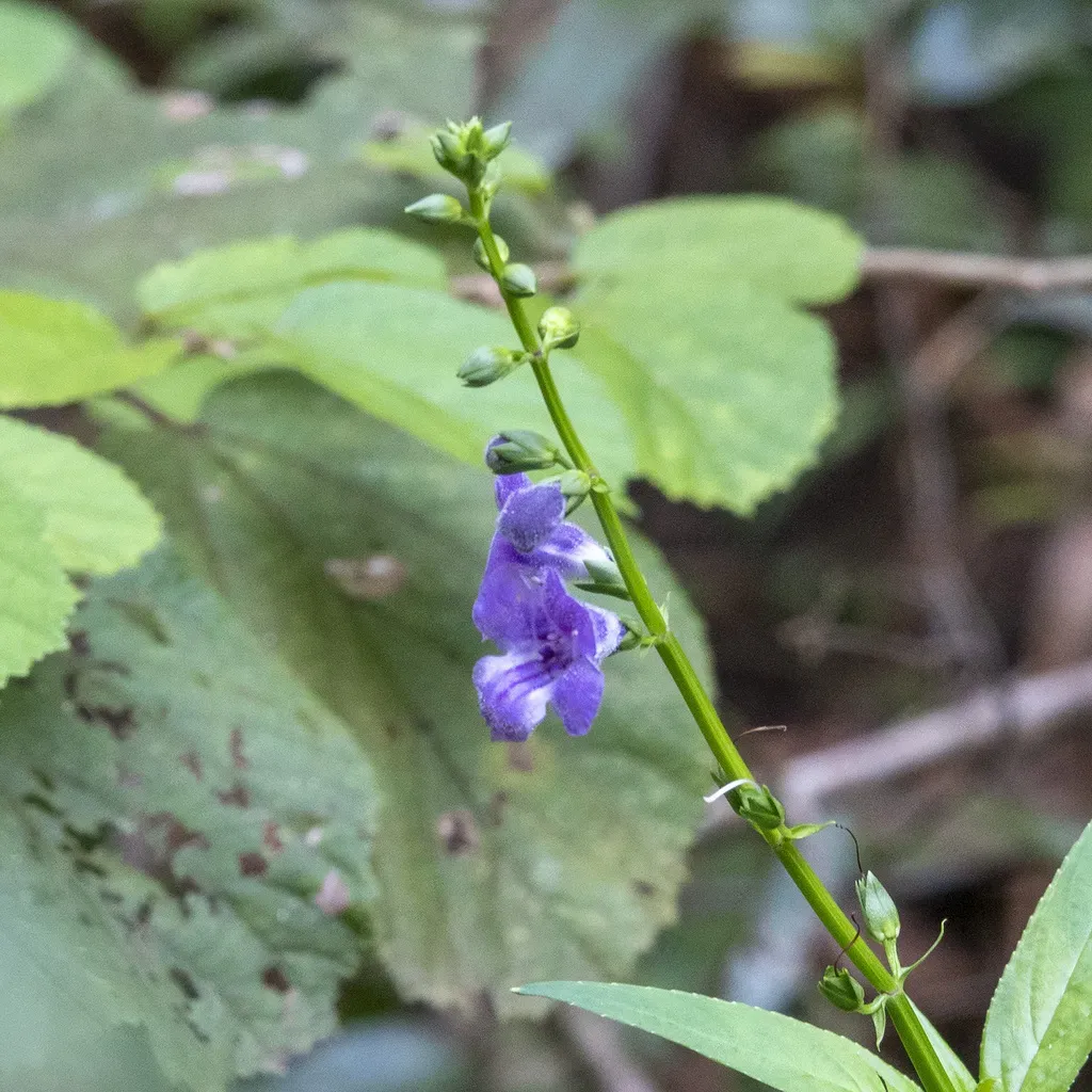 Artanema Longifolium