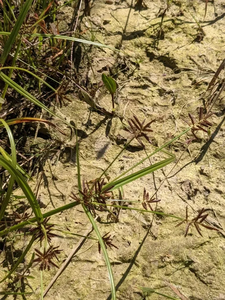 Cyperus Orthostachyus
