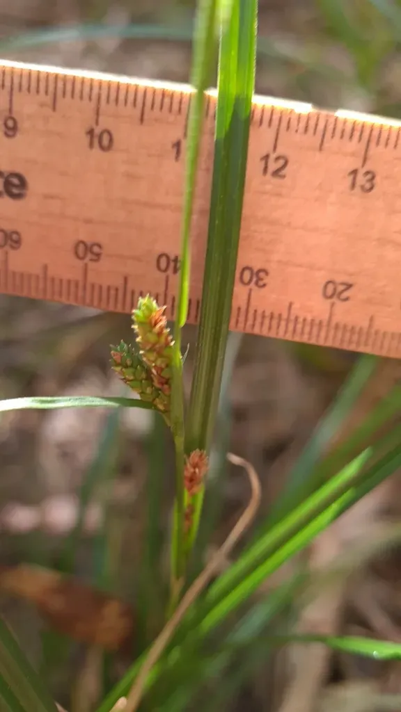 Carex Maculata