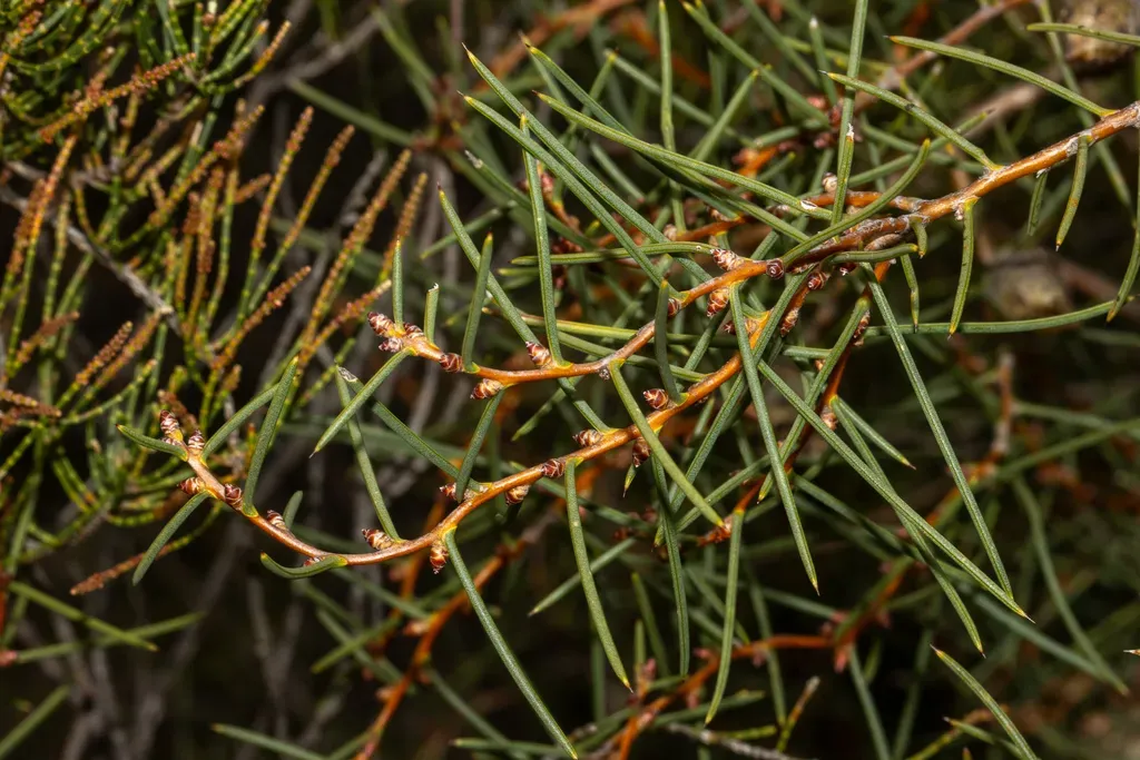 Desert Hakea