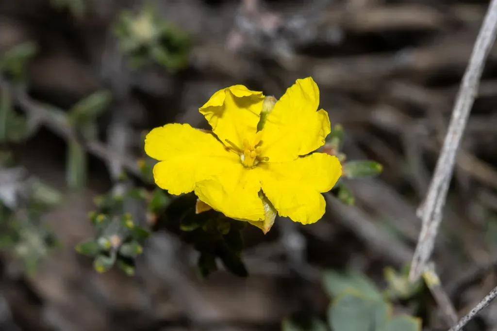 Hibbertia Setifera