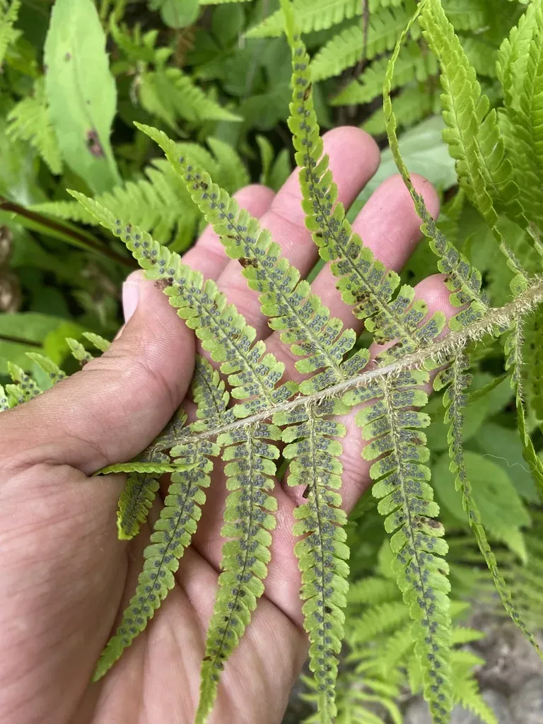Dryopteris Sichotensis