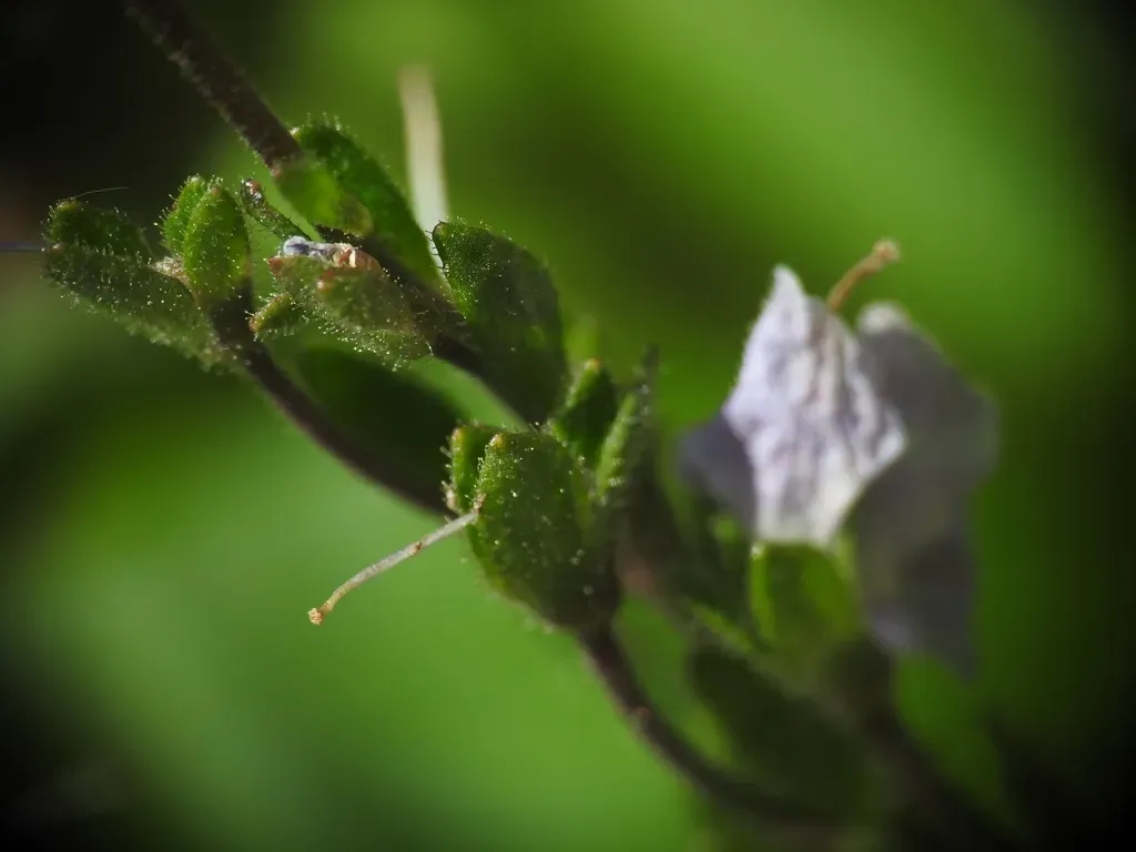 Spiked Pyrenean Speedwell