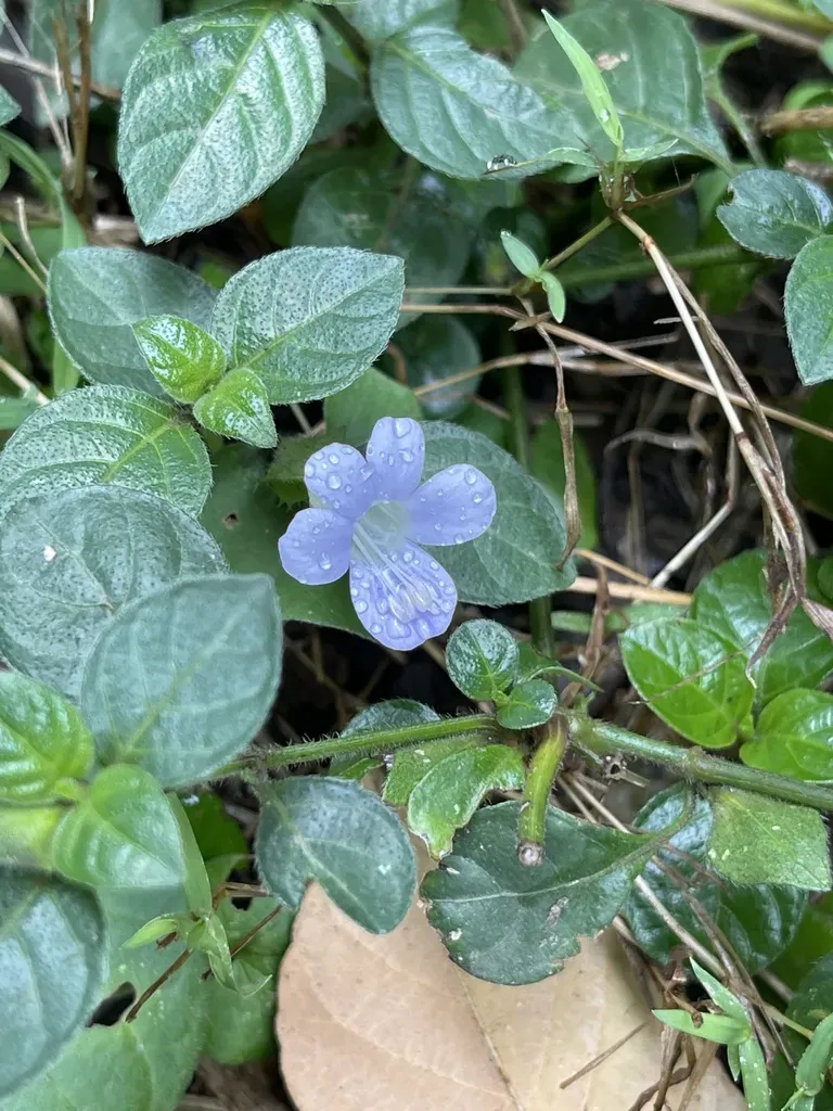 Barleria Ventricosa
