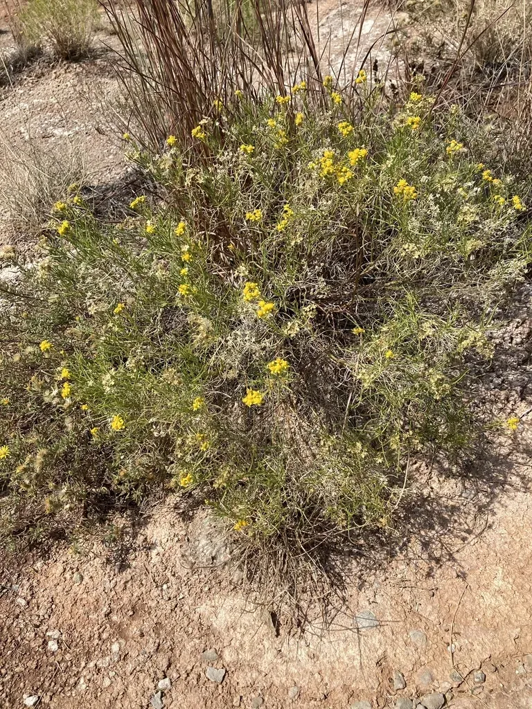 False Broomweed